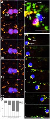 The ER Is a Common Mediator for the Behavior and Interactions of Other Organelles
